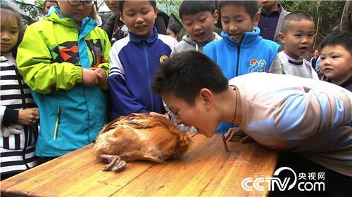 把鸡 催眠 价格翻倍 20190121