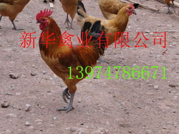 供应陕西优质鸡苗及家禽销售服务概览