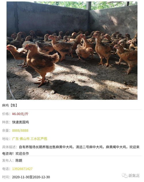 饲料成本高企，中慢速国鸡养殖盈利困境与家禽销售新路径探析