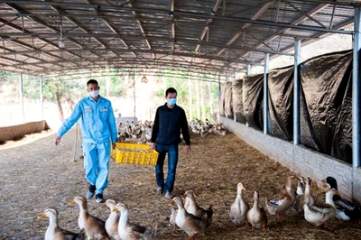 合浦县 抗疫更要念好“脱贫蛋”经，打通家禽销售“最后一公里”