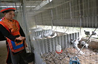 瑶山深处现珍禽 白鹇在广西金秀驯养成功，拓宽生态致富路