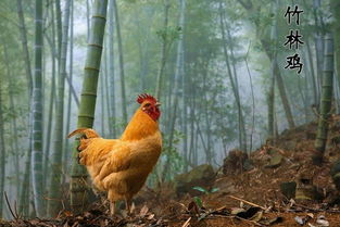 林下生态飞鸡啄开云南保山致富路