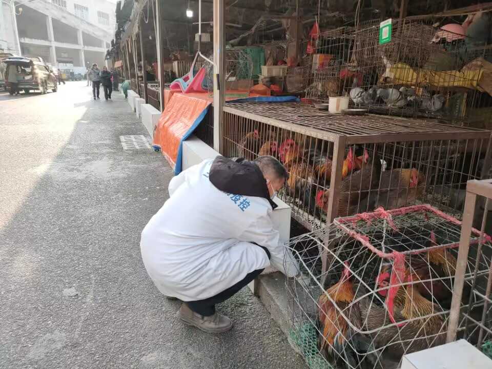 三都县动物疫控中心扎实开展今冬明春高致病性禽流感专项监测工作