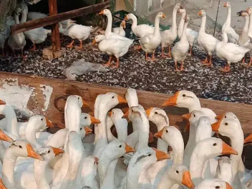 云南鹅苗 鸿林农业 云南鹅苗厂家