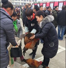 以购代扶助农增收 罗江区城管局创新帮扶举措畅通家禽销售