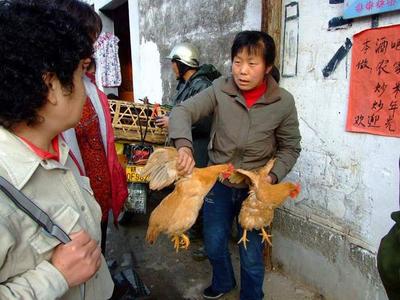 农村土公鸡25元一只，价格低廉背后的考量