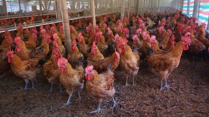 我国首例屠宰型优质肉鸡新品种在江苏诞生，助力家禽产业升级