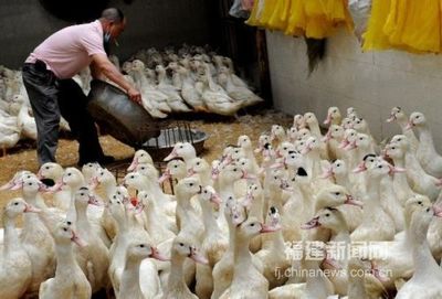 福州海峡家禽批发市场重新开门营业，家禽销售前景看好